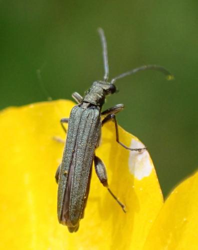 Réf. 323 444 : Oedemera virescens